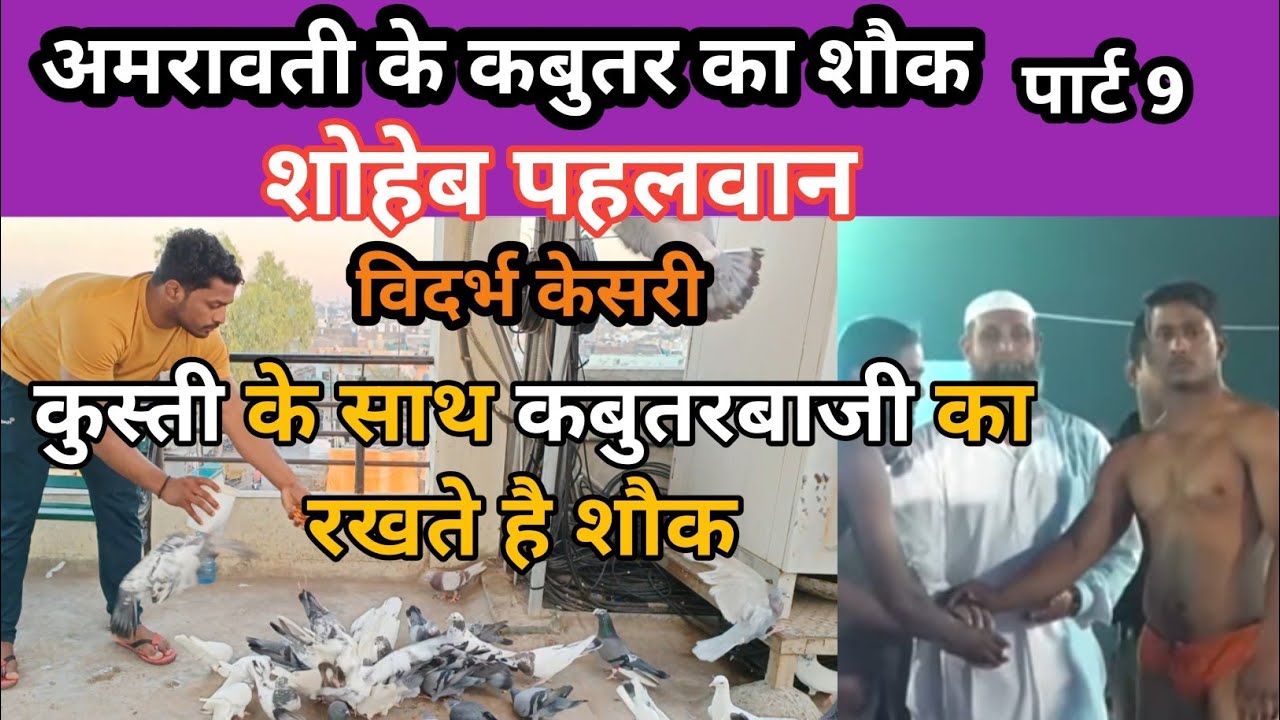 शोहेब पहलवान का कबुतर लॉफ्ट | shoeb pahelwan k kabutar |amravati k highflyer kabutar |vidarbh kesri