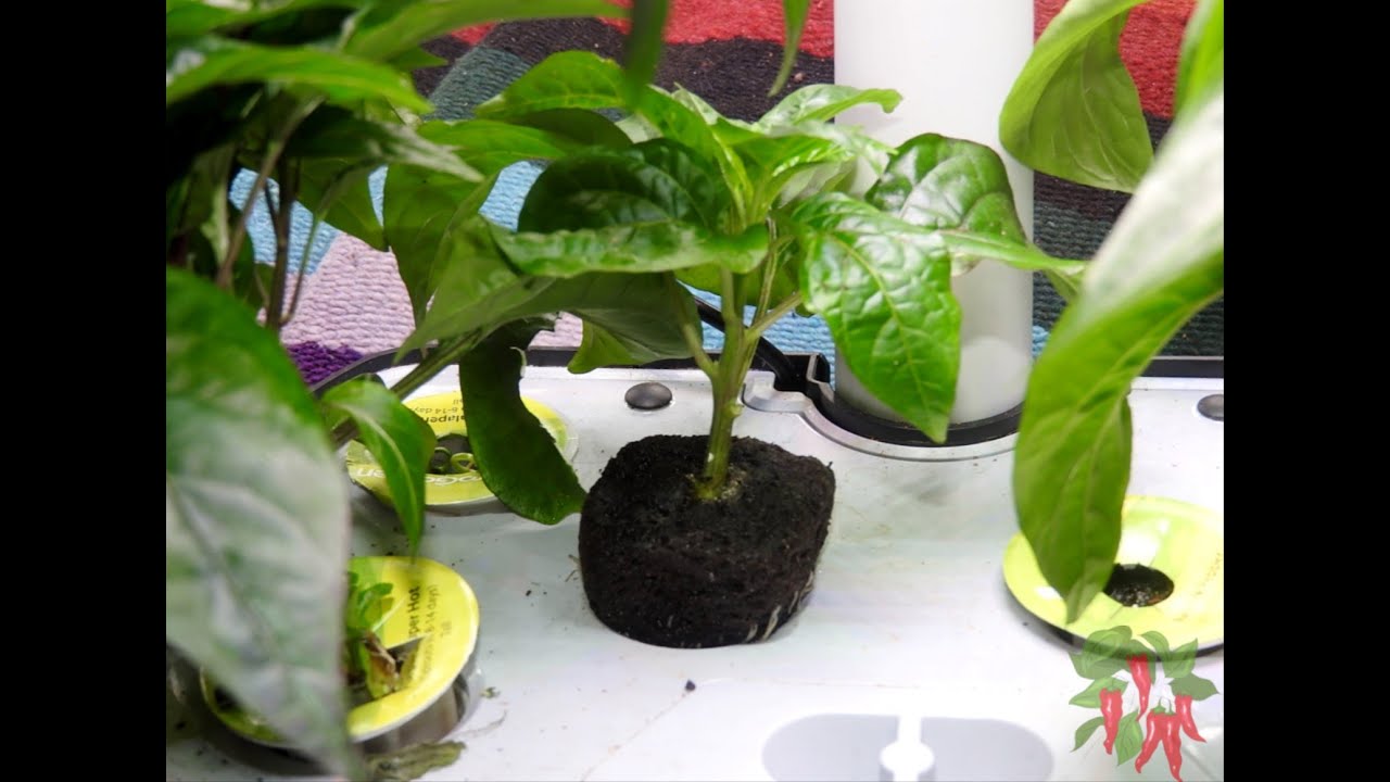 AeroGarden Pods DIY   Easily Make Your Own Seed Pods