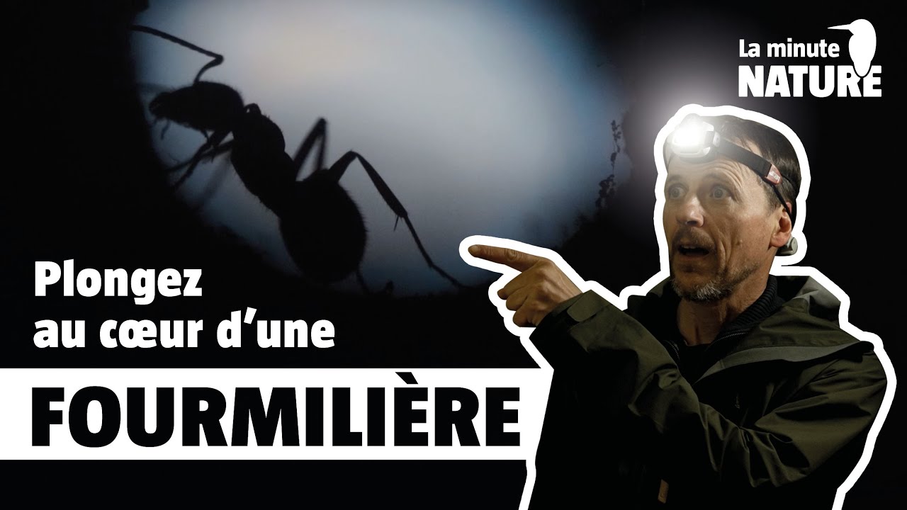 Le grand réveil des petites fourmis ! (No 377)