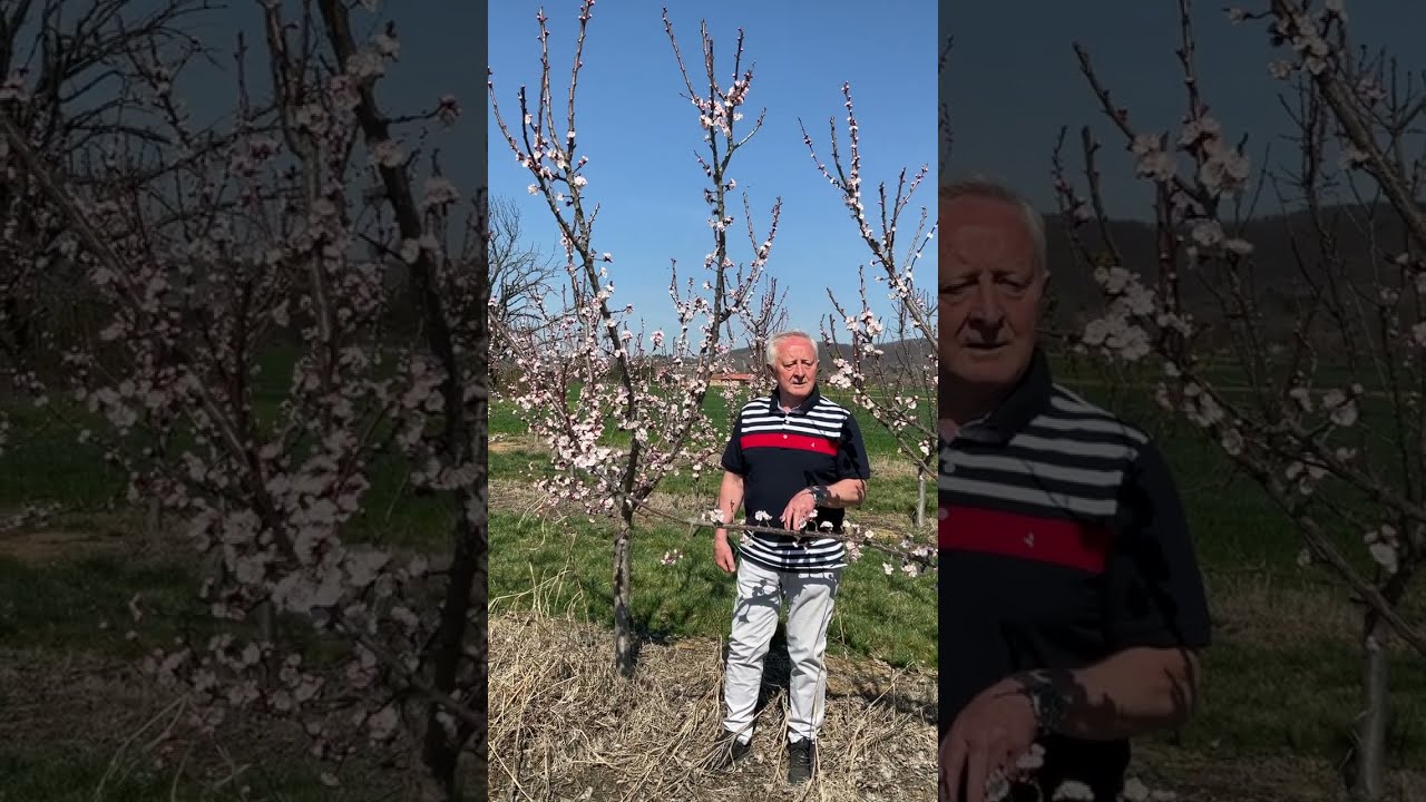 Oblik redukovane vaze kajsije