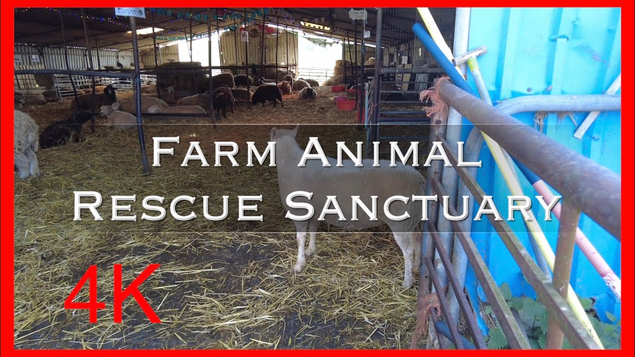 Farm Animal Rescue Sanctuary - Open Day