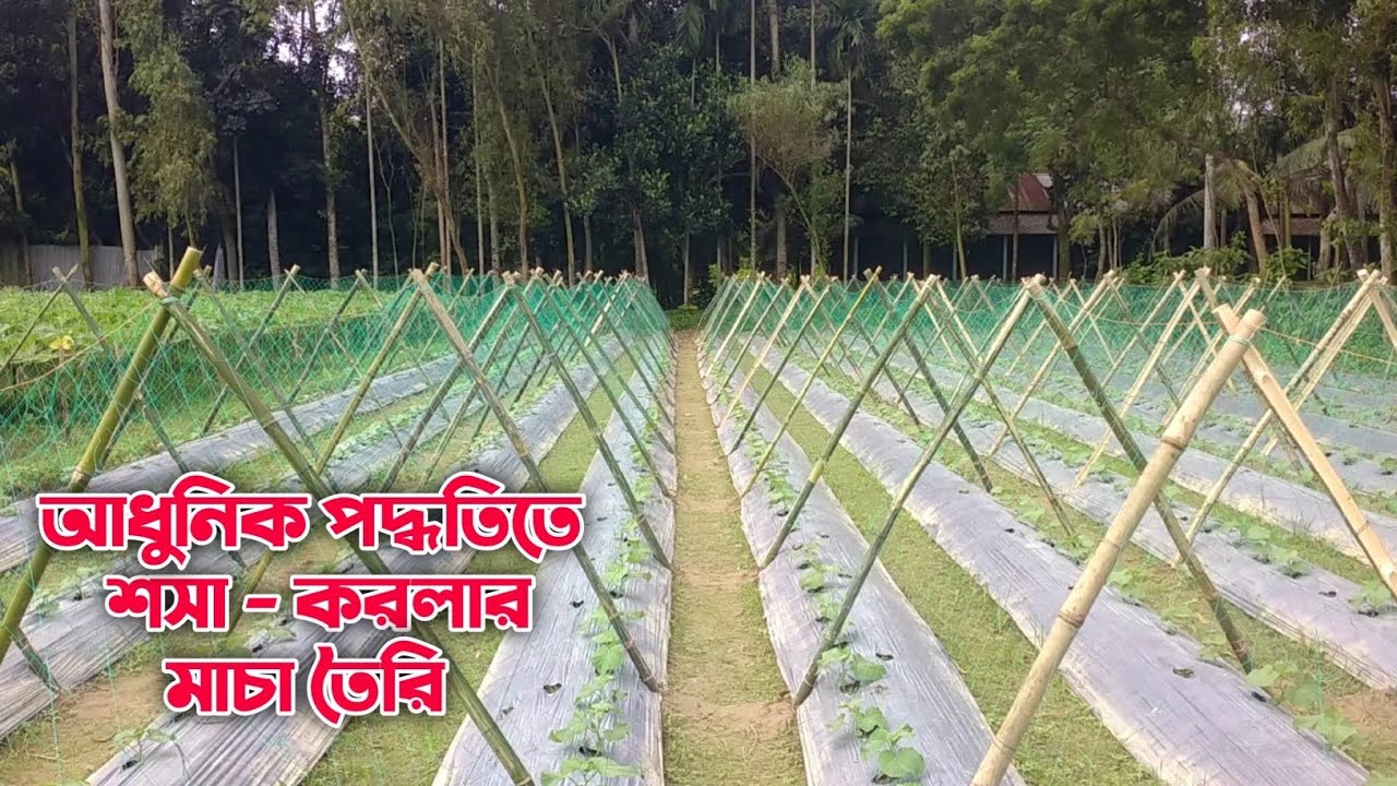 আধুনিক পদ্ধতিতে শসা - করলার মাচা তৈরি || সহজে A প্যাটার্নের মাচা তৈরি - 2024