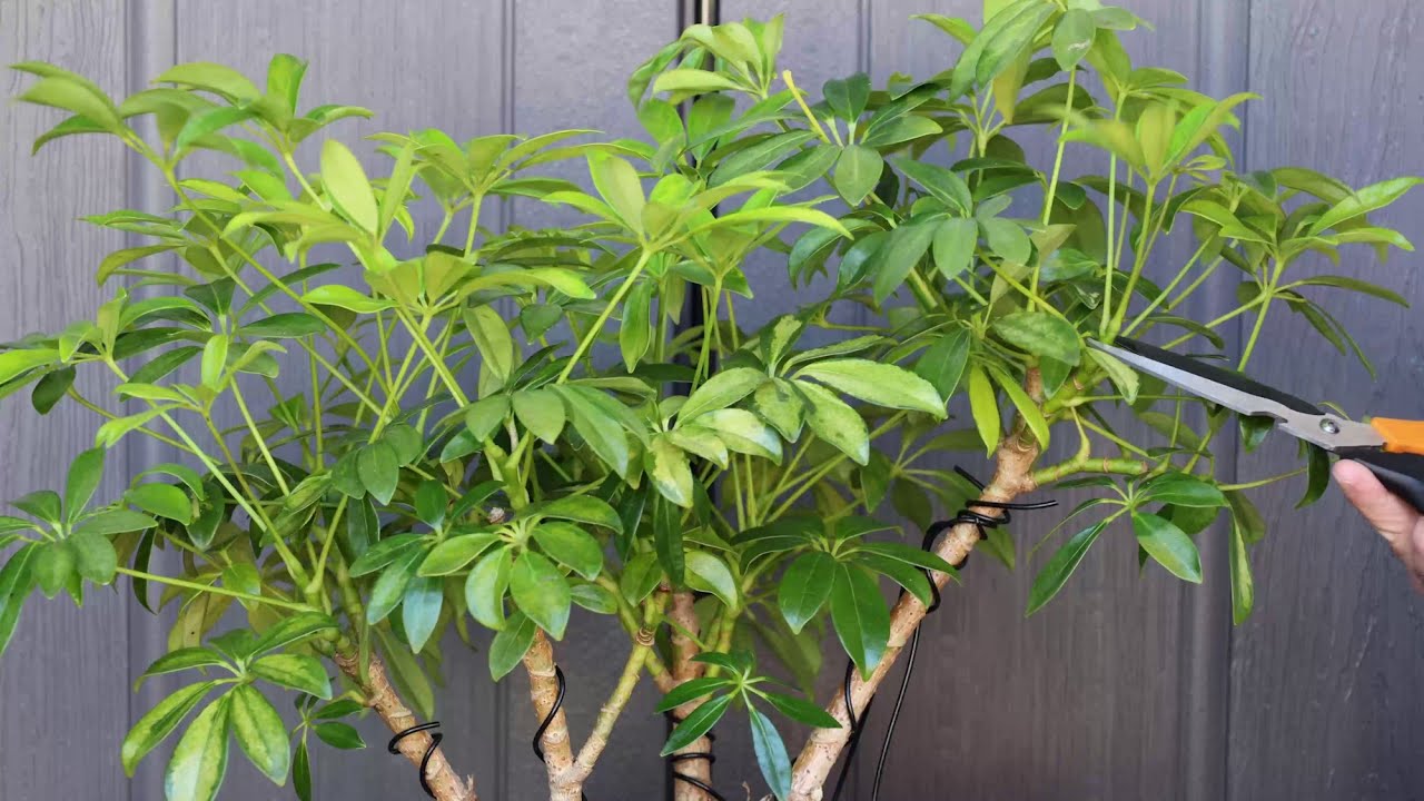 Pruning a clump-style variegated dwarf Schefflera Bonsai