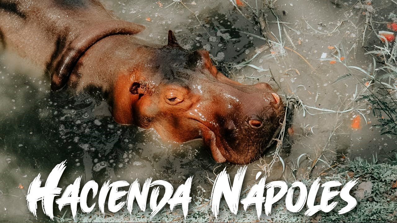 Hacienda Nápoles