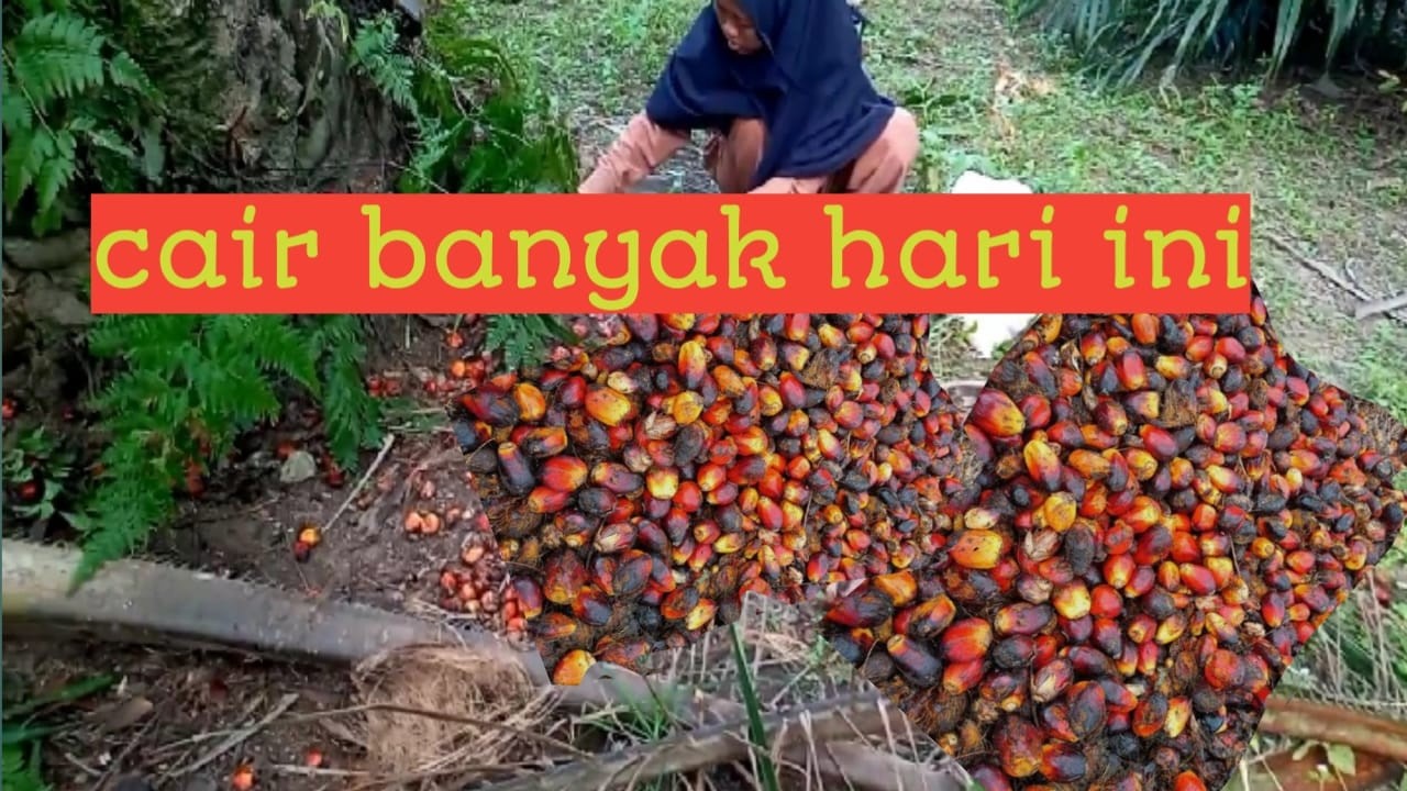 Part 2 ras terkuat di bumi ngutip berondolan lokasi ke dua