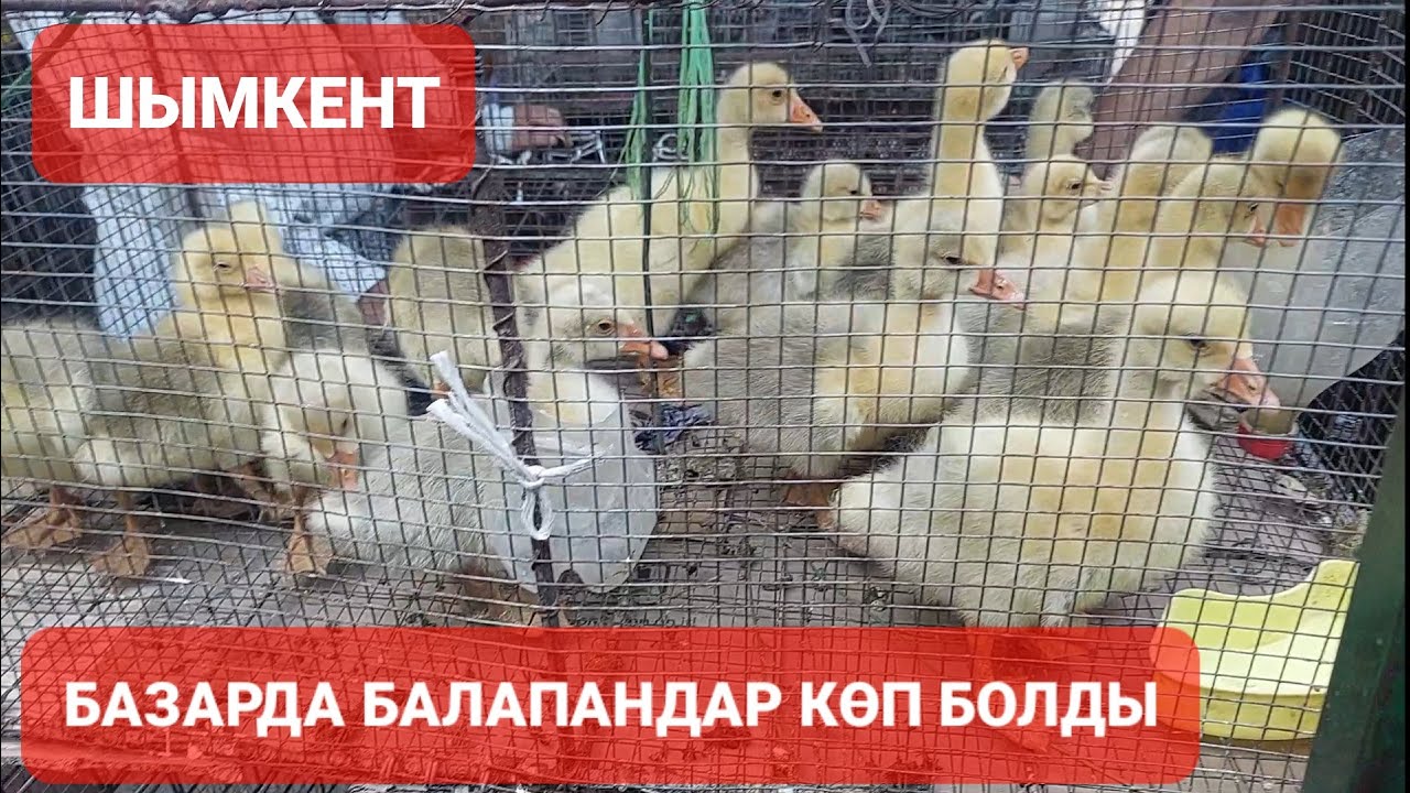 ШЫМКЕНТ ТАУЫҚ БАЗАРЫ.