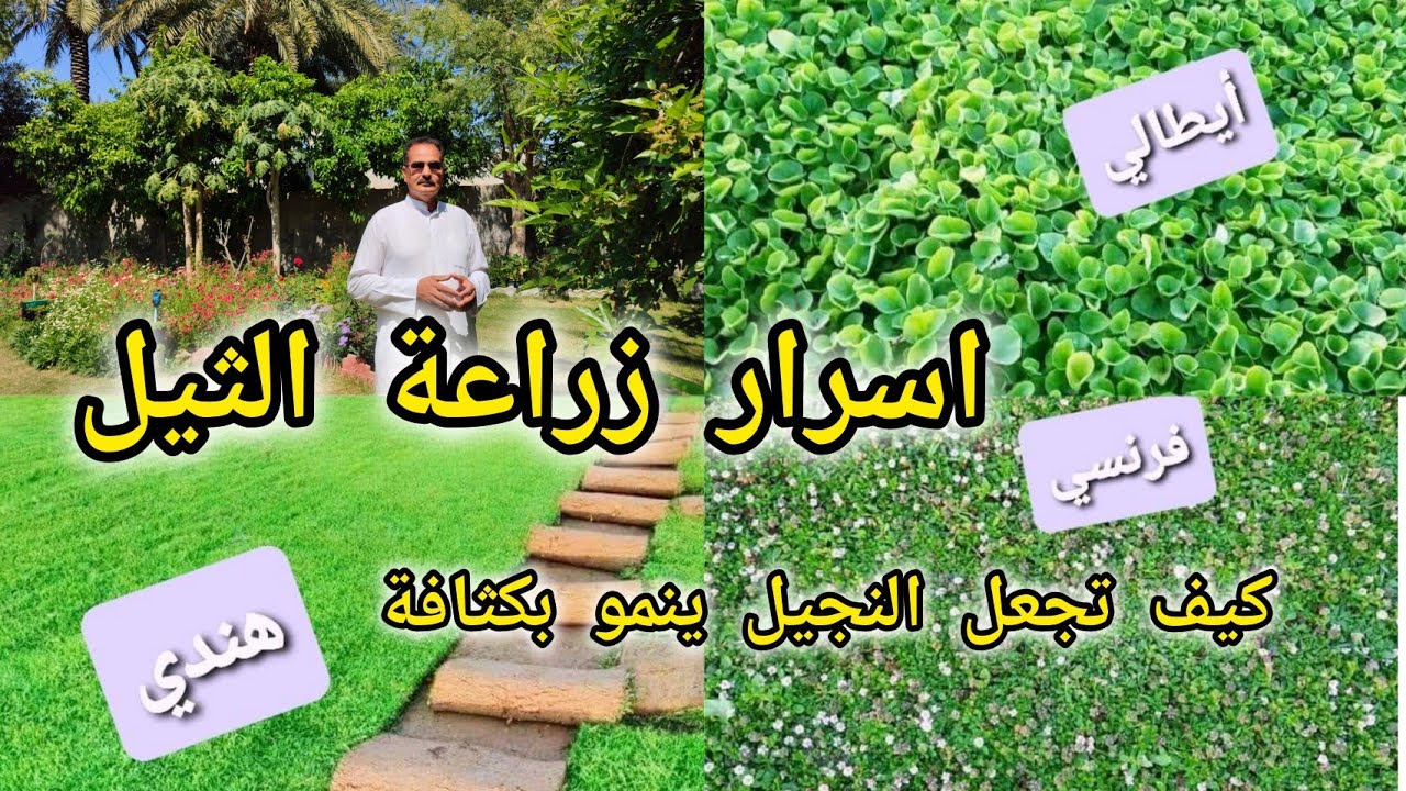 اسرار زراعة الثيل النجيل واهم الانواع الموجودة وكيف نجعل الثيل ينمو بكثافة
