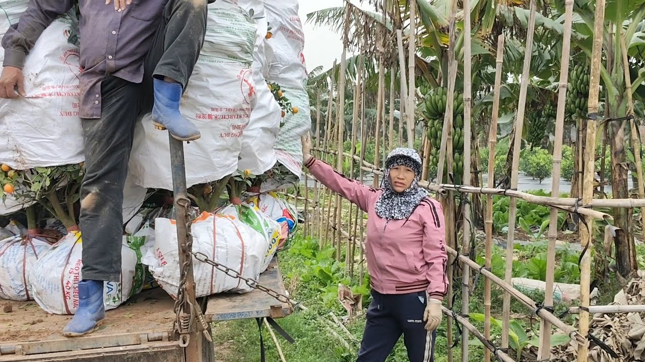 Xếp quất lên xe ở Hưng Yên @nongnghiep_hn 