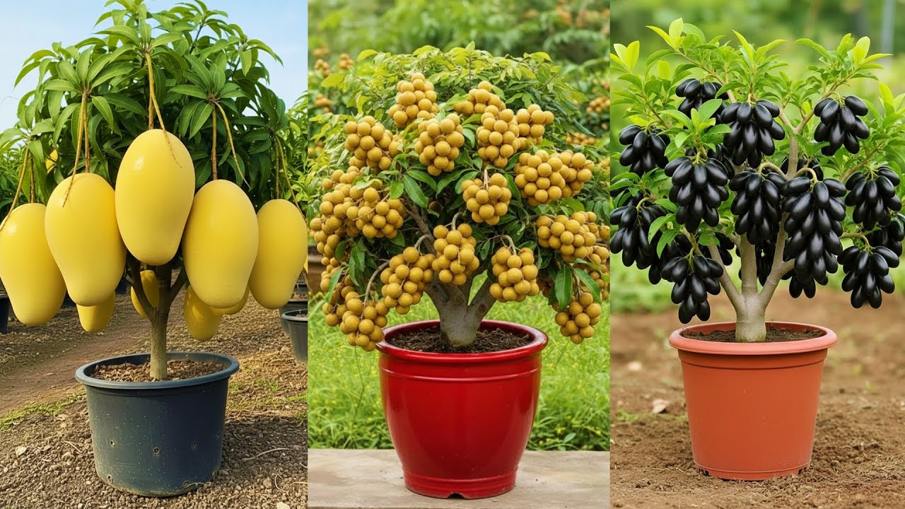 Fast Growing Mango Avocado and Java plum Trees From Cutting Propagation Technique #mango #avocado