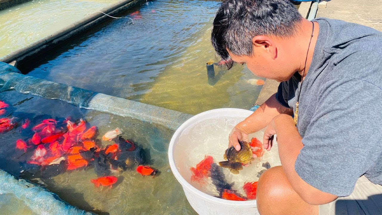 Goldfish Farm - The Beautiful goldfish