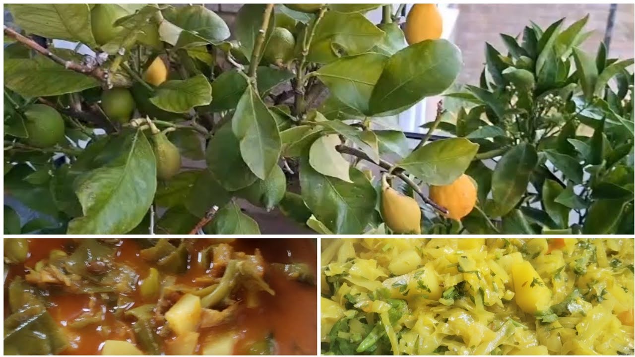 লন্ডনের মাটিতে আমার মায়ের শখের বেবু গাছ/সেই সঙ্গে আমার ফাঁকি বাজ রান্না 💯😋🫰
