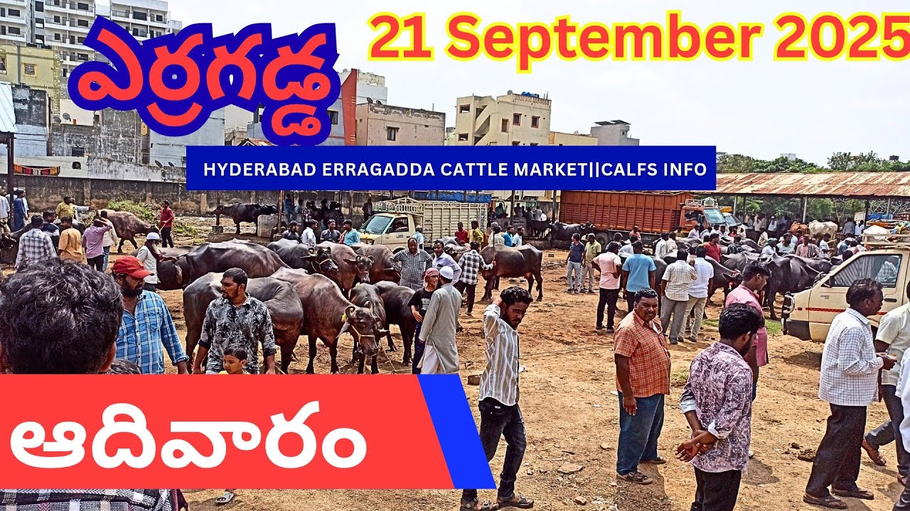 ఎర్రగడ్డ (తెలంగాణ) పశువుల మార్కెట్ || Erragadda Sunday Buffalo Market || Erragadda Calfs Market 