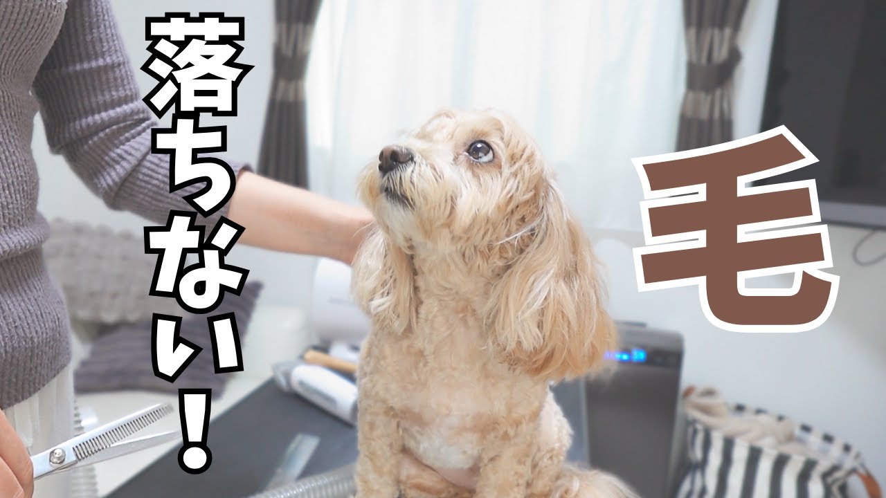 自宅でトリミングするなら絶対オススメ‼毛を落とさず出来る秘密兵器【マルプー】