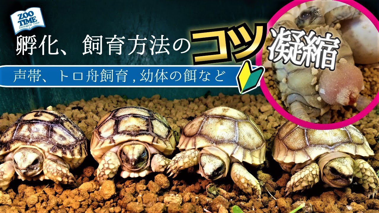 ★【リクガメ繁殖方法】失敗しない孵化＆飼育方法【プロが解説】 幼体に向いている餌やケージなど　@ZOOTIMEch
