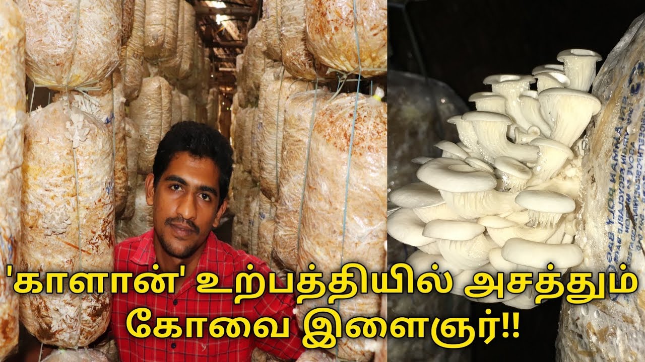 'காளான்' உற்பத்தியில் அசத்தும் கோவை இளைஞர் | Mushroom A-Z