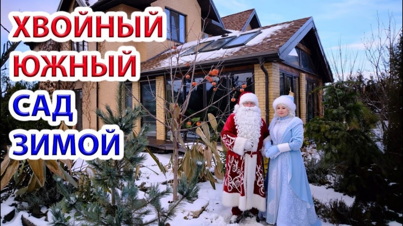 Декоративные хвойные, экзоты под южным первым! снегом. Всех с наступающим Новым Годом!