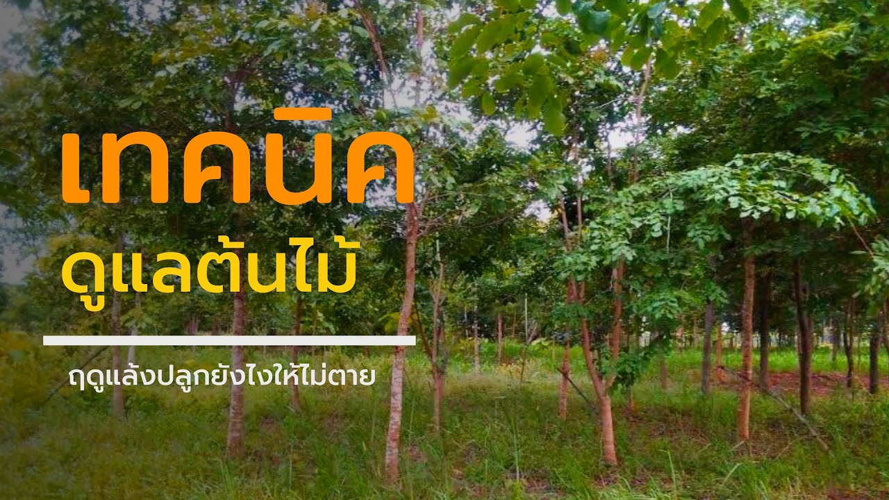 EP12 : ตัวช่วยพิเศษต้นไม้ไม่ตายแถมประหยัดเวลา :【สวนเกษตรนานาพรรณ】