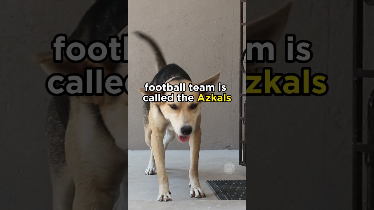 Askals as guard dogs #filipino #dogs #streetdog