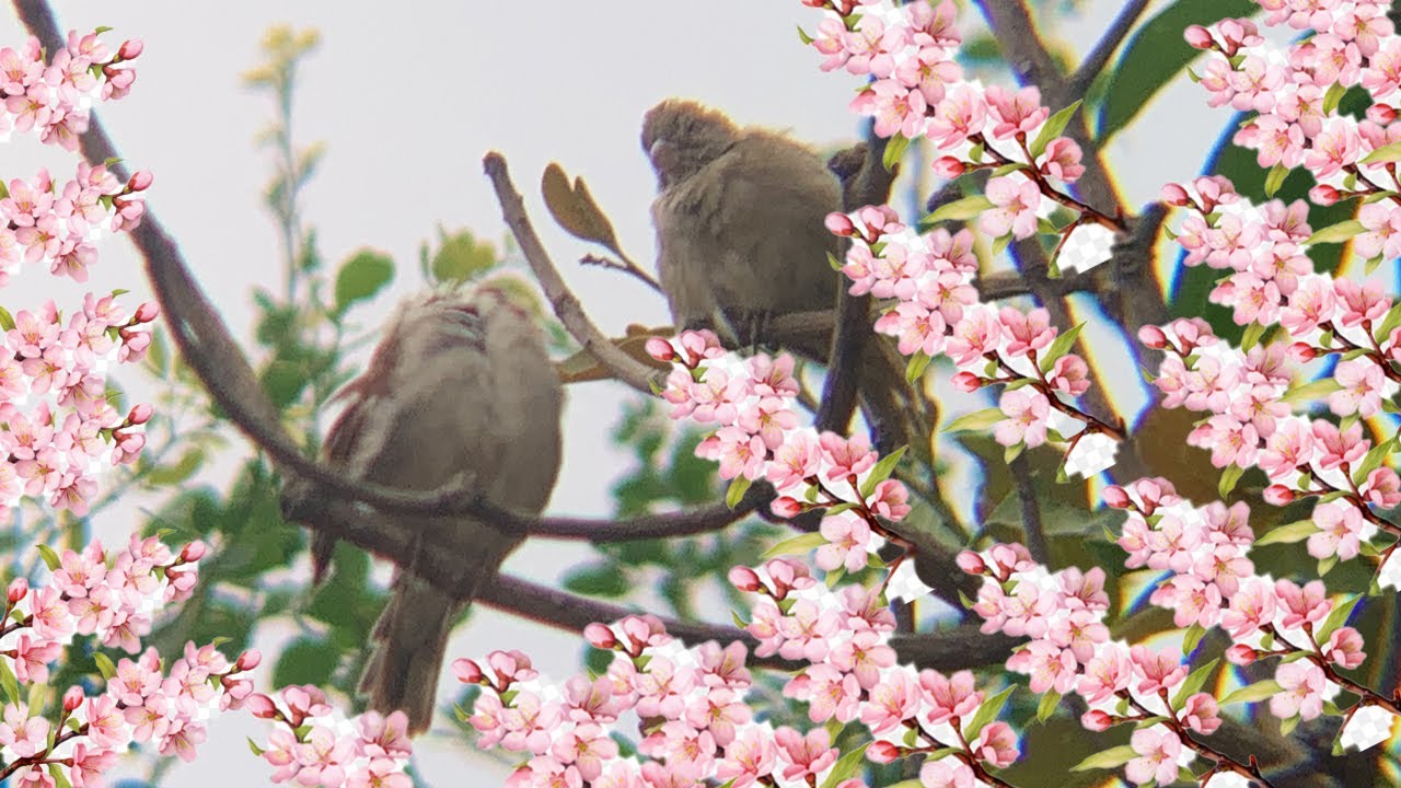Relaxing sounds birds