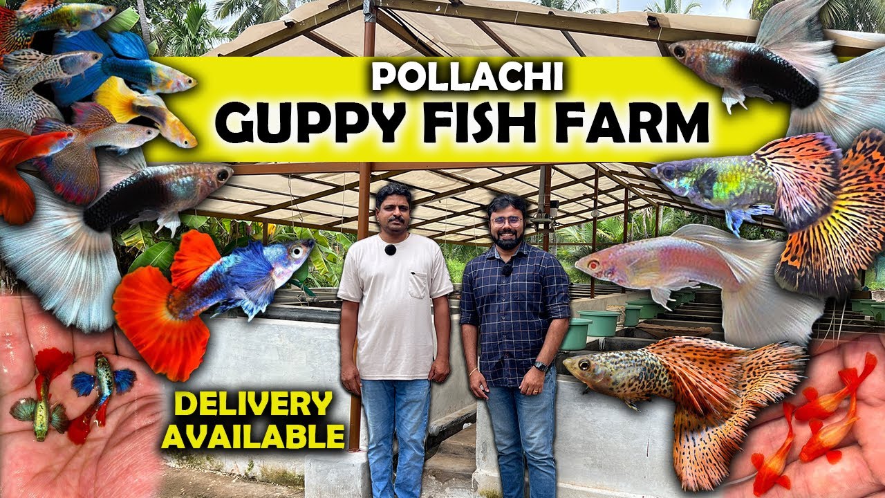 Cheapest Price | Pollachi Guppy Fish Farm | Exotic Guppies தமிழ் Delivery Available