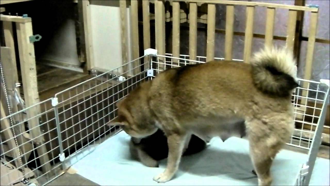 ユリの　超　子育て法