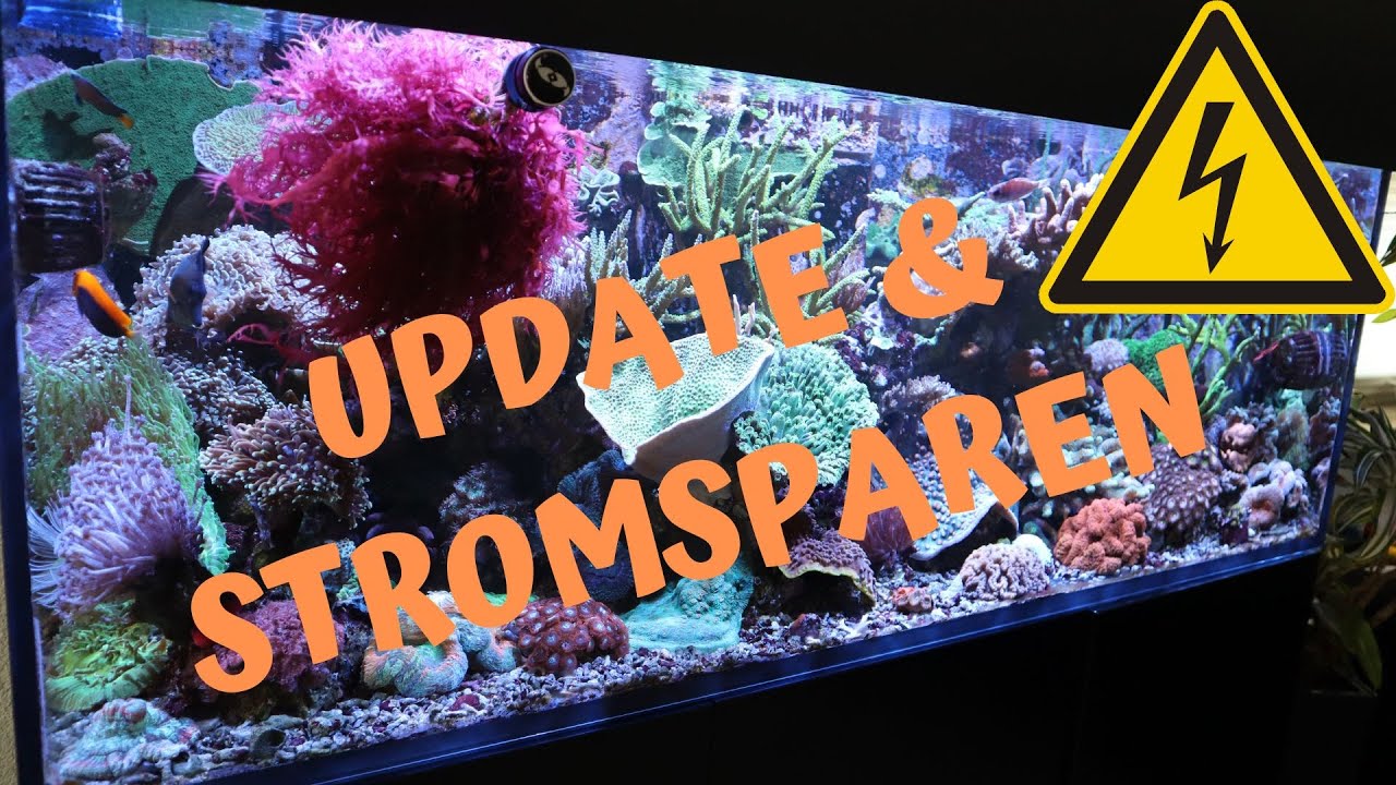 Reef Update: Lebenszeichen, neues Versorgungssystem & Strom sparen