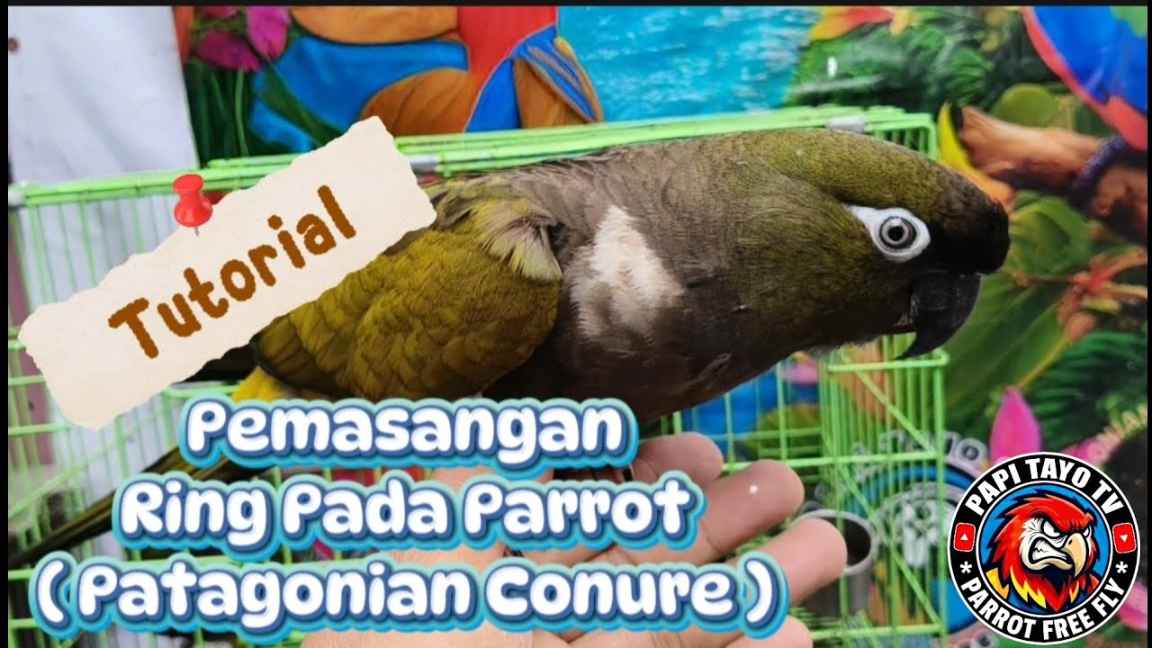 Proses Pemasangan Ring Id Pada Parrot / Burung Patagonian Conure