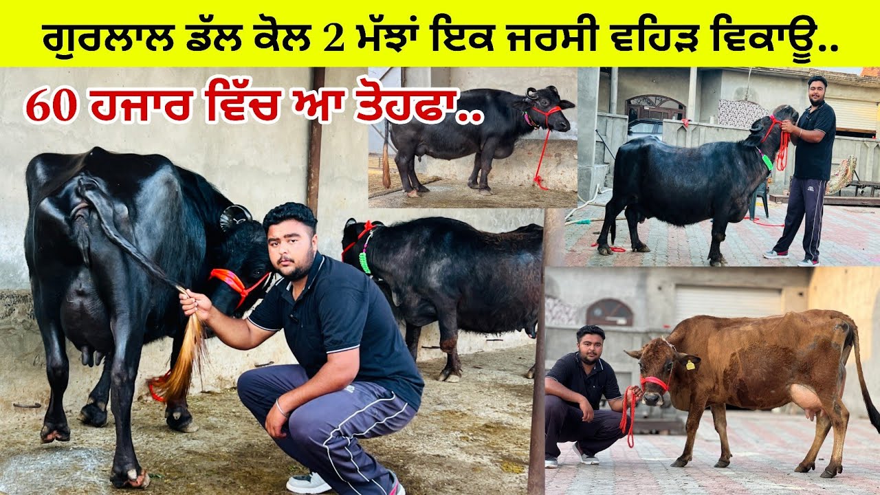 ਗੁਰਲਾਲ ਡੱਲ ਕੋਲ 2 ਮੱਝਾ ਇੱਕ ਜਰਸੀ ਗੱਬਣ ਵਹਿੜ ਵਿਕਾਊ/ 13 ਕਿਲੋ ਦੁੱਧ ਤਿਆਰ ਮੱਝ/ ਤਰਨਤਾਰਨ 