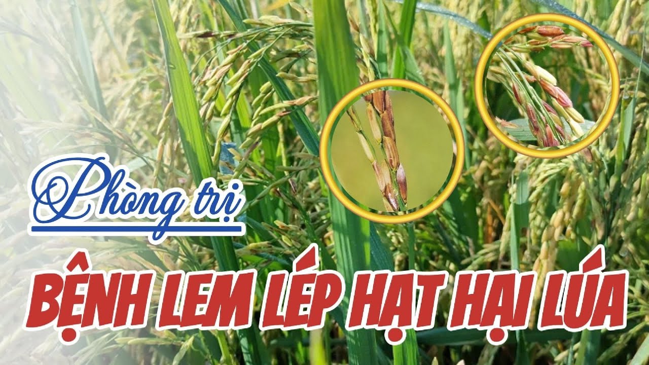 Ph&ograve;ng trị bệnh lem l&eacute;p hạt hại l&uacute;a | Hai L&uacute;a V&agrave;ng