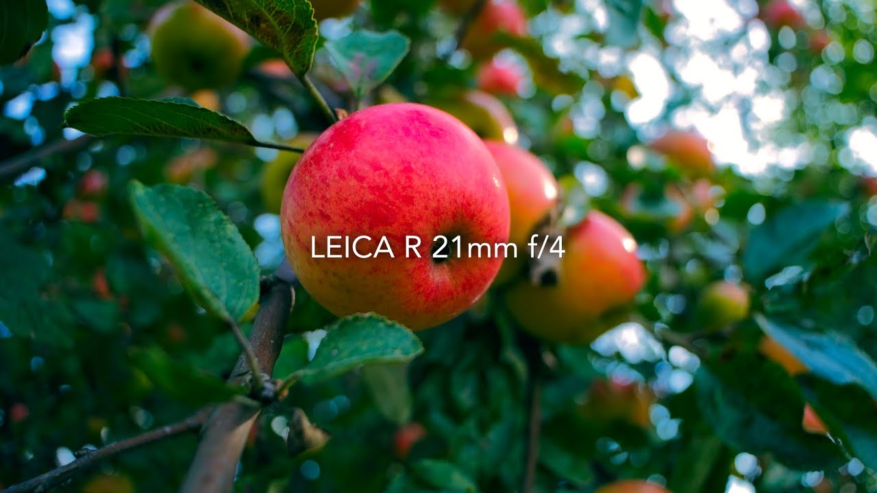Leica R Super-Angulon 21mm f4