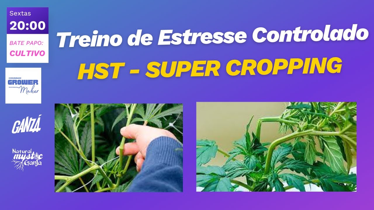 Super Cropping: a t&eacute;cnica de HST que vai potencializar a sua colheita
