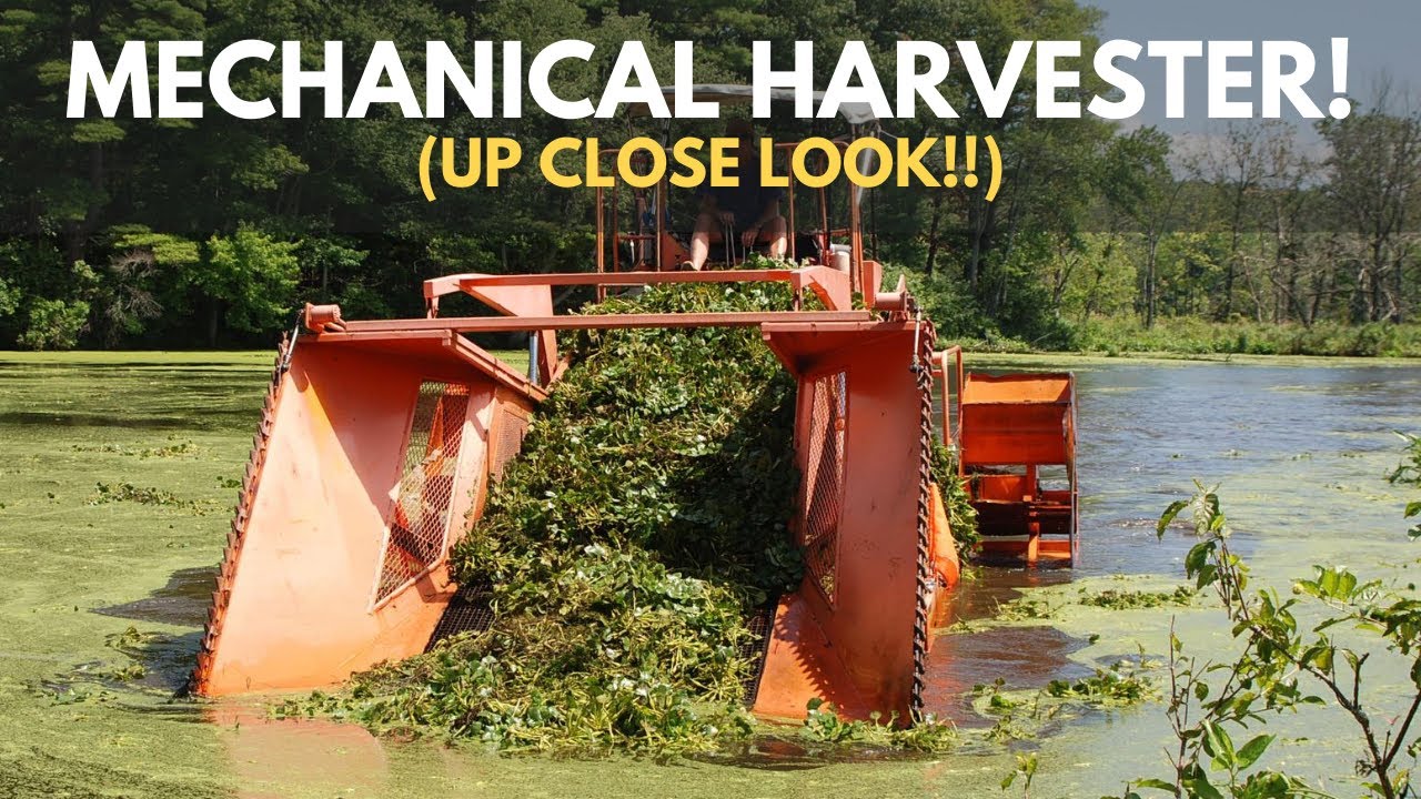 Mechanical Harvesting UP CLOSE! Lake Weed Removal In Pond