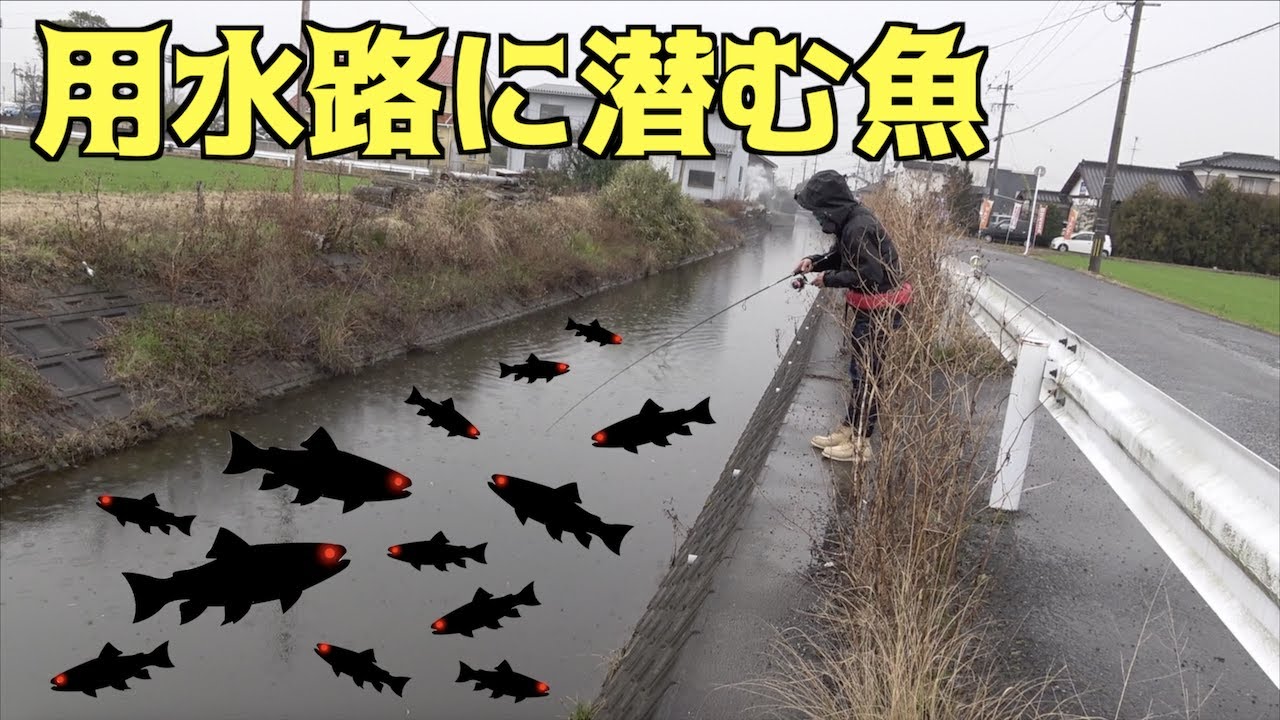 冬の用水路はお魚パラダイス！！