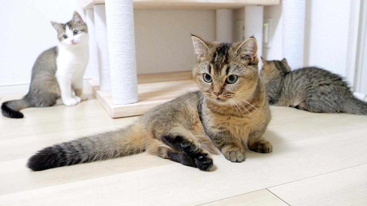 It is amazing how Lili the kitten stopped her mother and big sister from fighting!