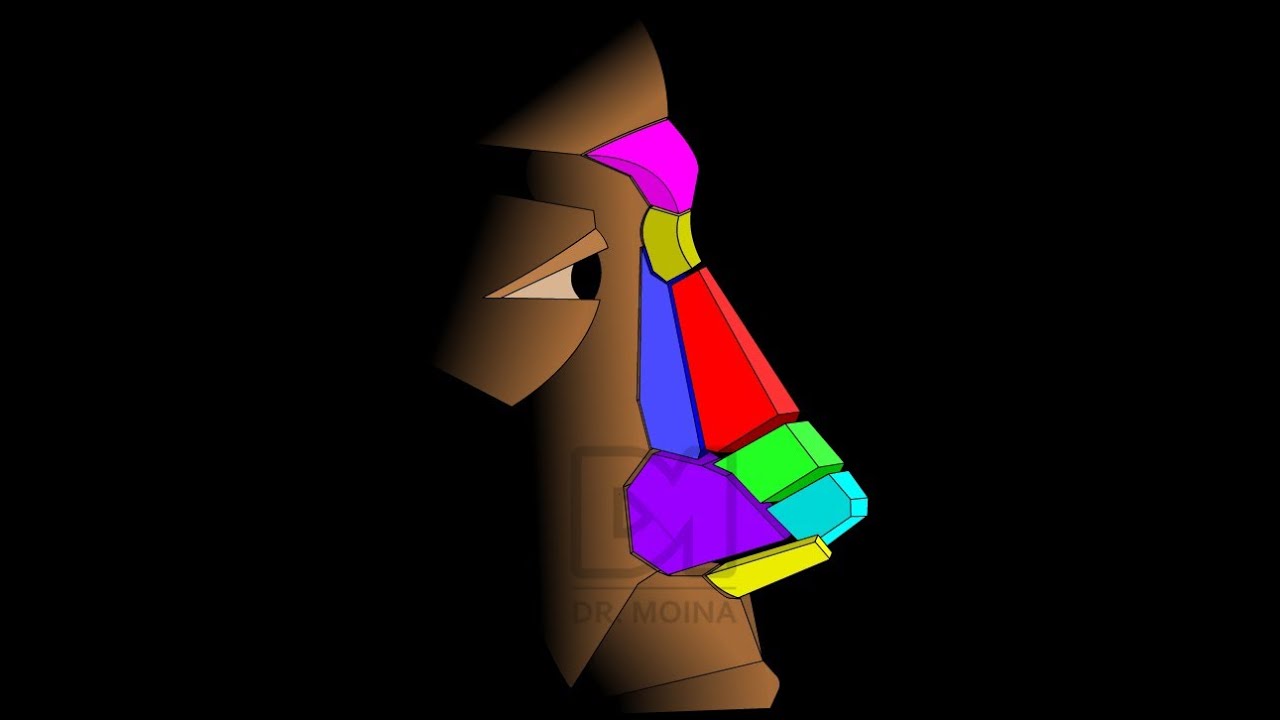Subunidades Nasales - Anatom&iacute;a de la Nariz