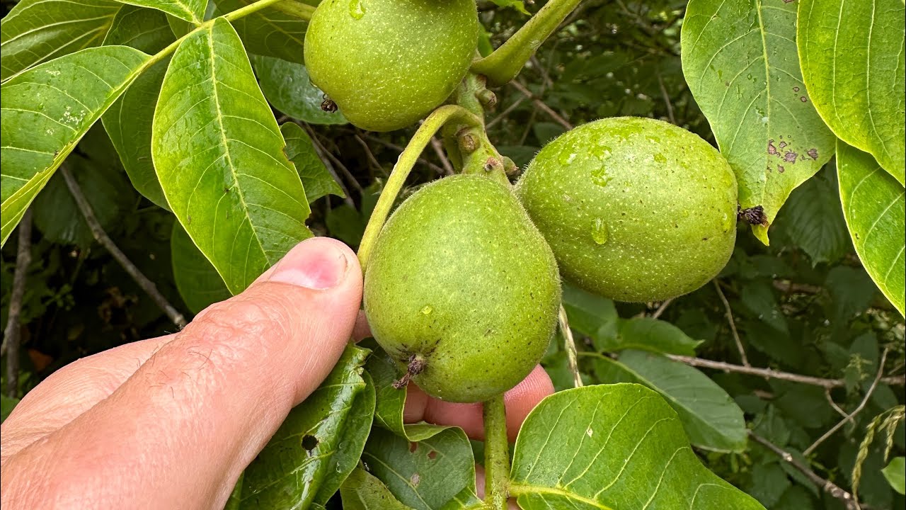 It’s Green Walnut Season in the UK