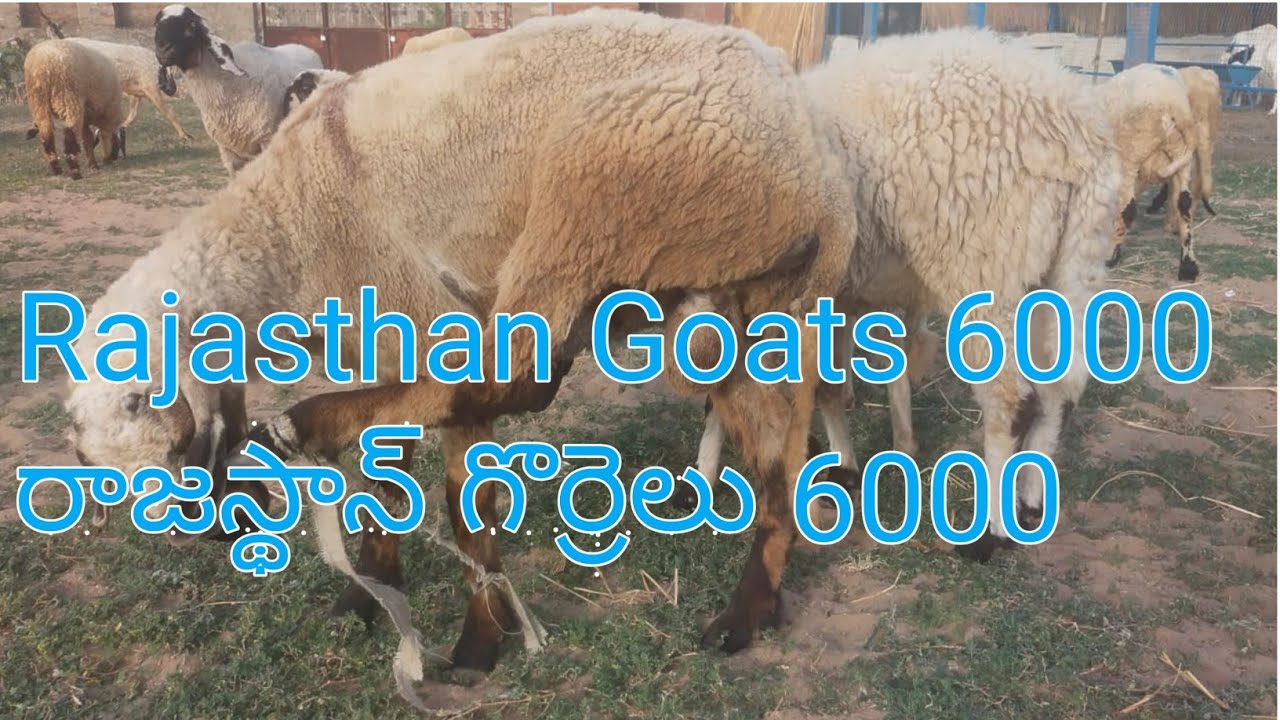 Rajasthan Goats #proddaturtraveller #Rajasthan Goats 78780 36312