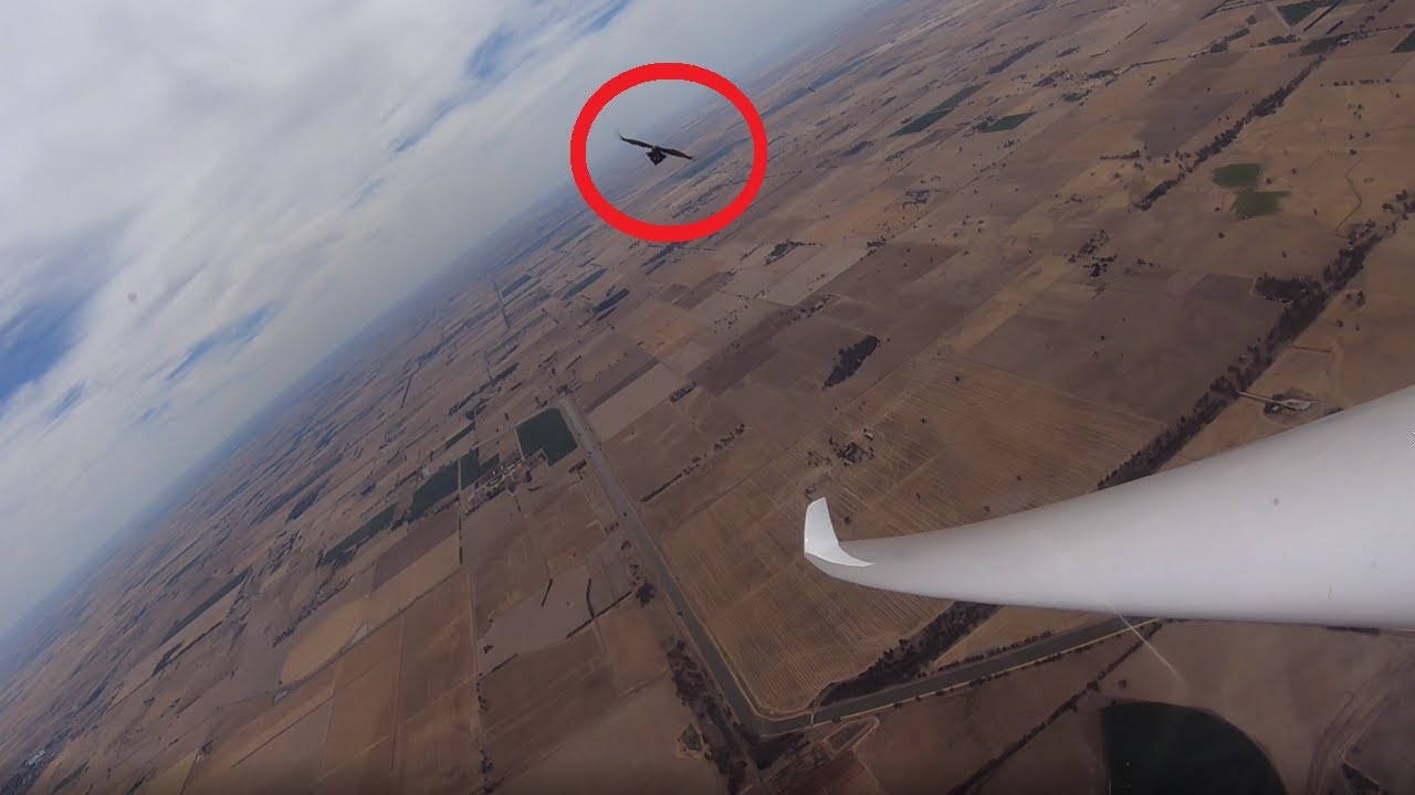 700km Full Gliding Adventure. New Longest Gliding Video On YouTube?