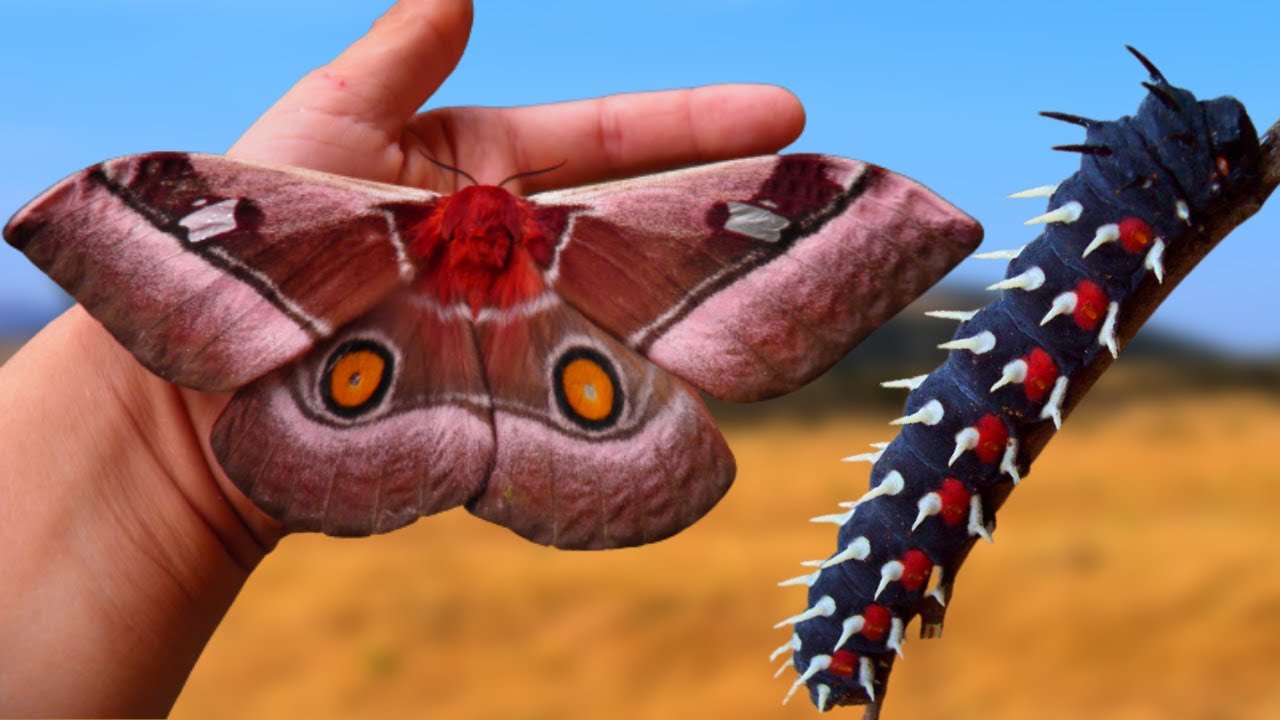 Cabbage-tree Emperor Moth: Bunaea alcinoe / African Giant!