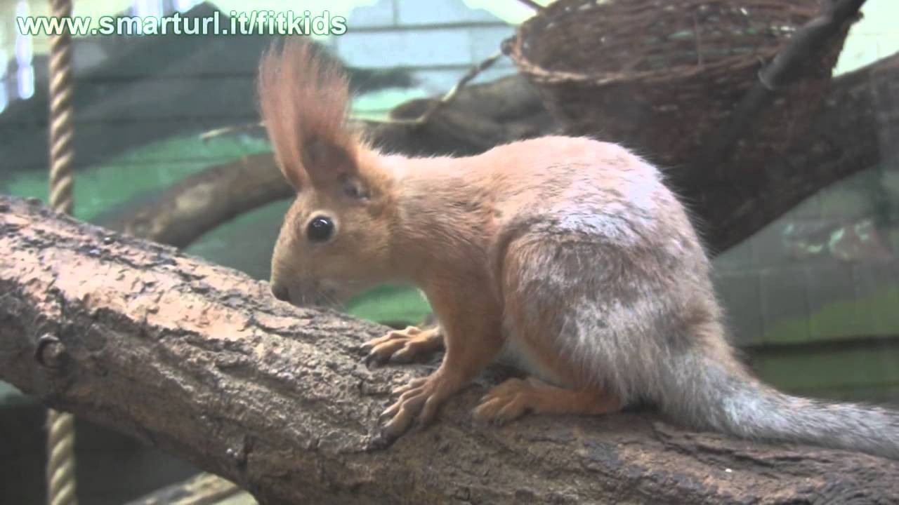 Crazy Red Squirrel