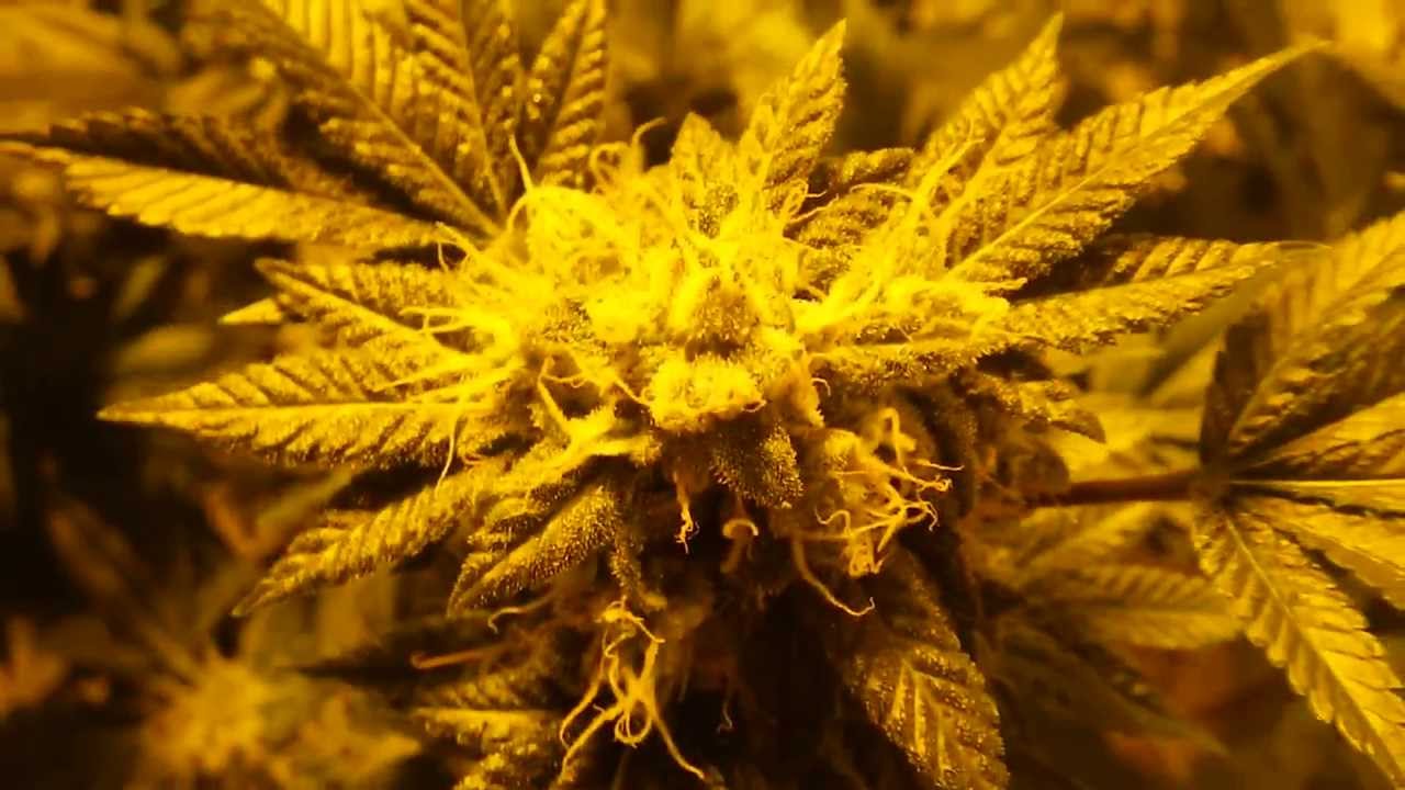 medical cannabis garden#2 closeups