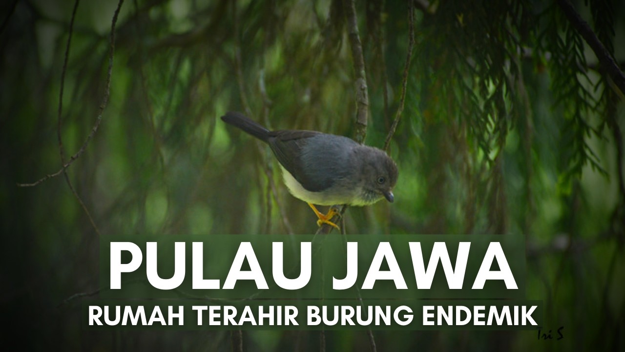 Pulau Jawa: Hutan Terakhir Tempat Burung Bernapas