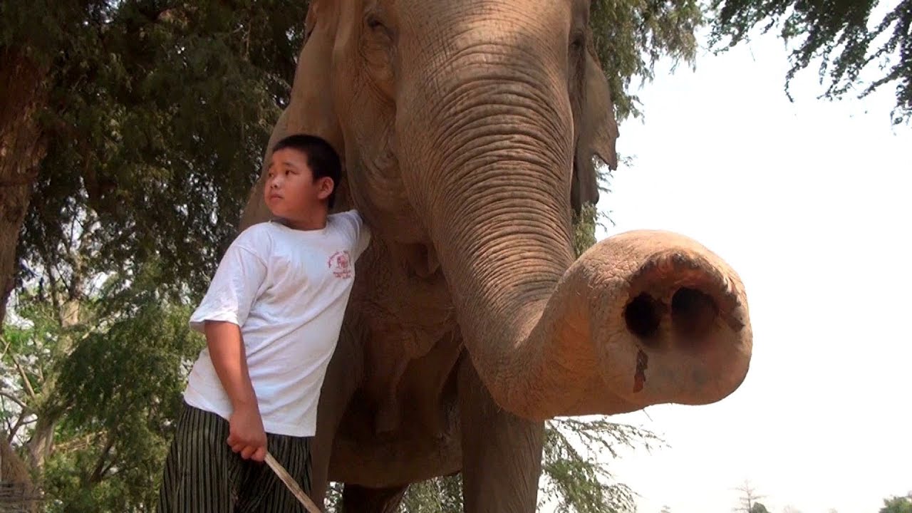 A day in the life of a young mahout