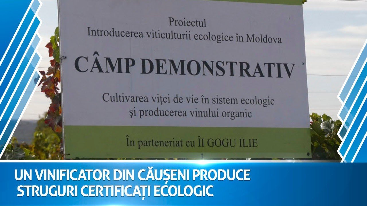 Un vinificator din Căușeni produce strugur certificați ecologic