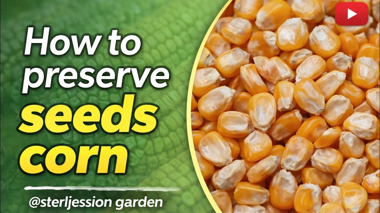 How to preserve seeds corn @sterljesselongarden
