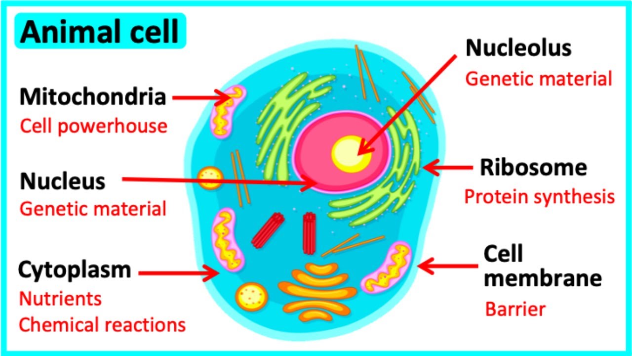 Learn all about animal cells in 3 MINUTES 🌱  | Easy science video