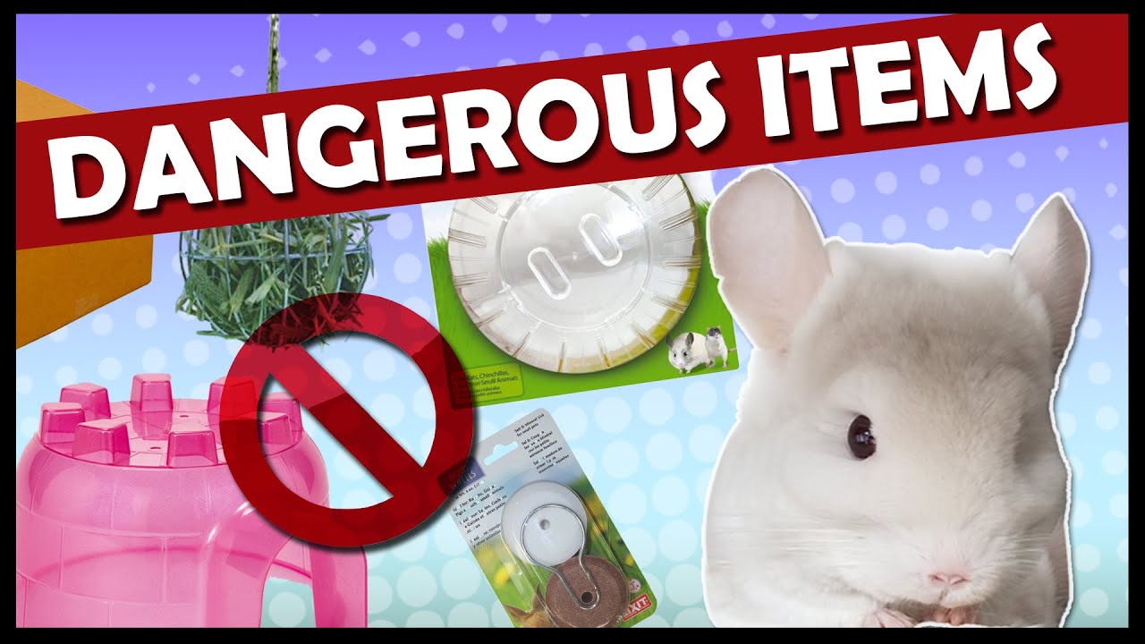 5 Chinchilla Accessories to Avoid | DANGEROUS PRODUCTS MARKETED TOWARDS CHINCHILLAS!