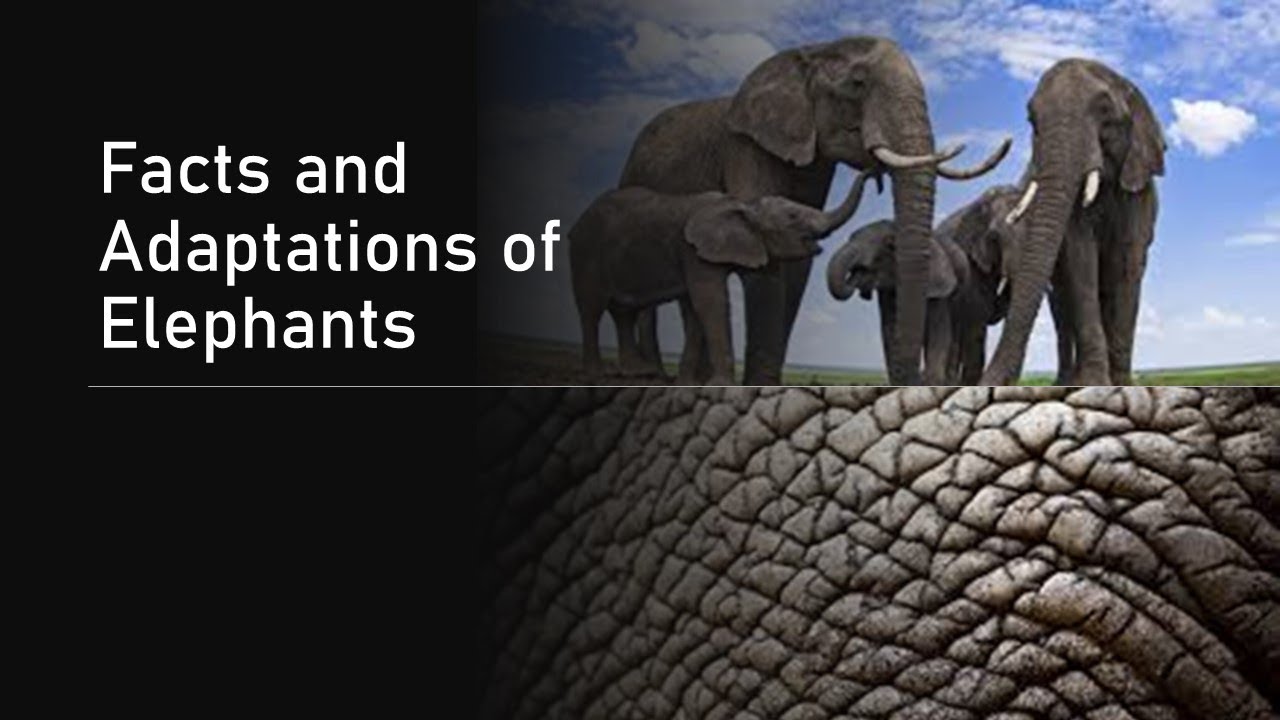 Facts and adaptations of elephants