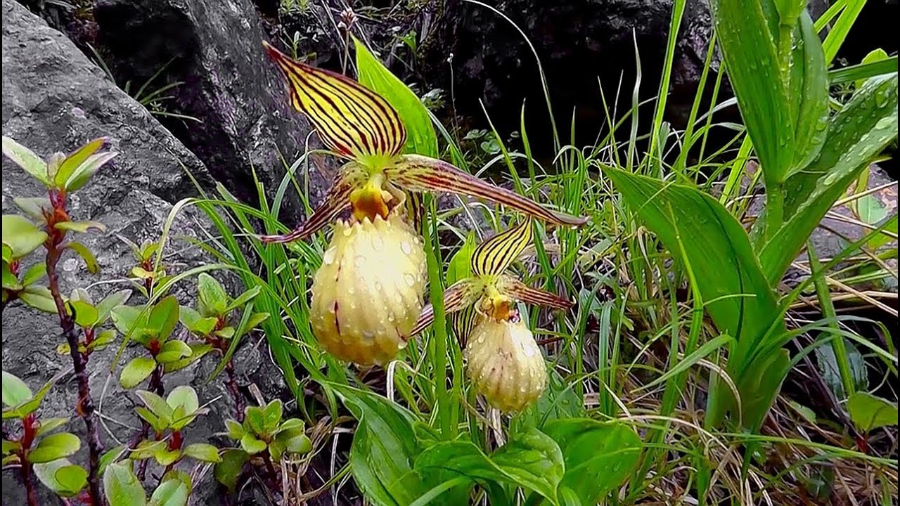 A rare yellow slipper orchid of southwestern China, Cypripedium farreri