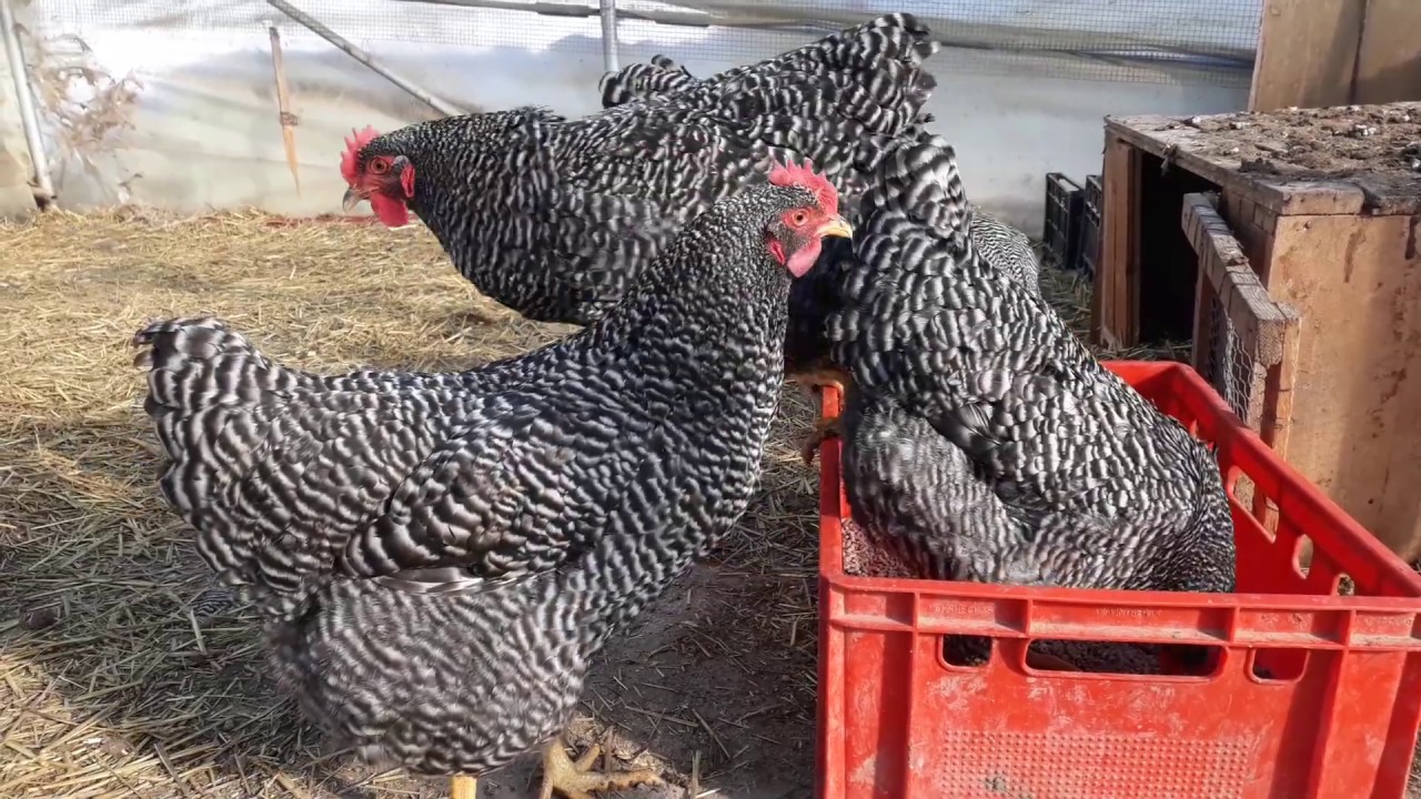 Amrock chicken 16-01-2019
